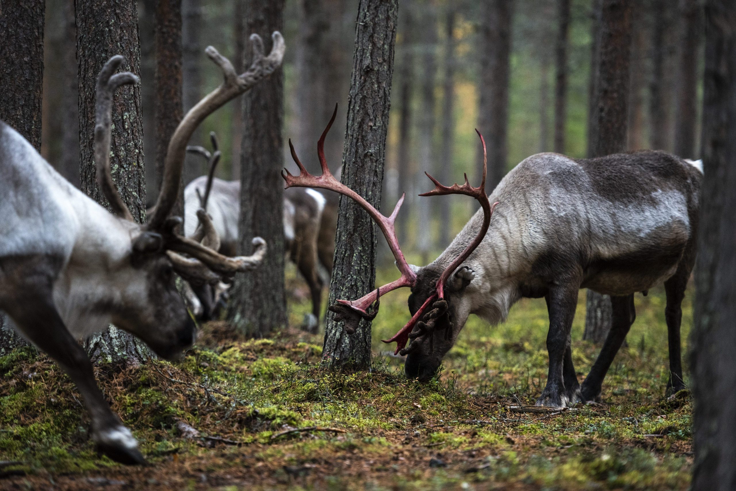 Otto Ponto / Lehtikuva